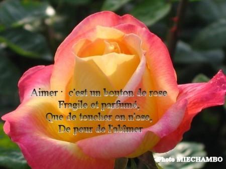  m rose